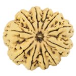 11 Mukhi Rudraksha 33.3mm 8.34gm - Rudraksha