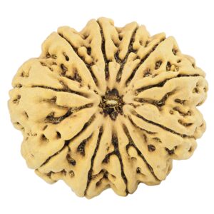11 Mukhi Rudraksha 33.3mm 8.34gm - Rudraksha