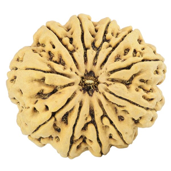 11 Mukhi Rudraksha 33.3mm 8.34gm - Rudraksha