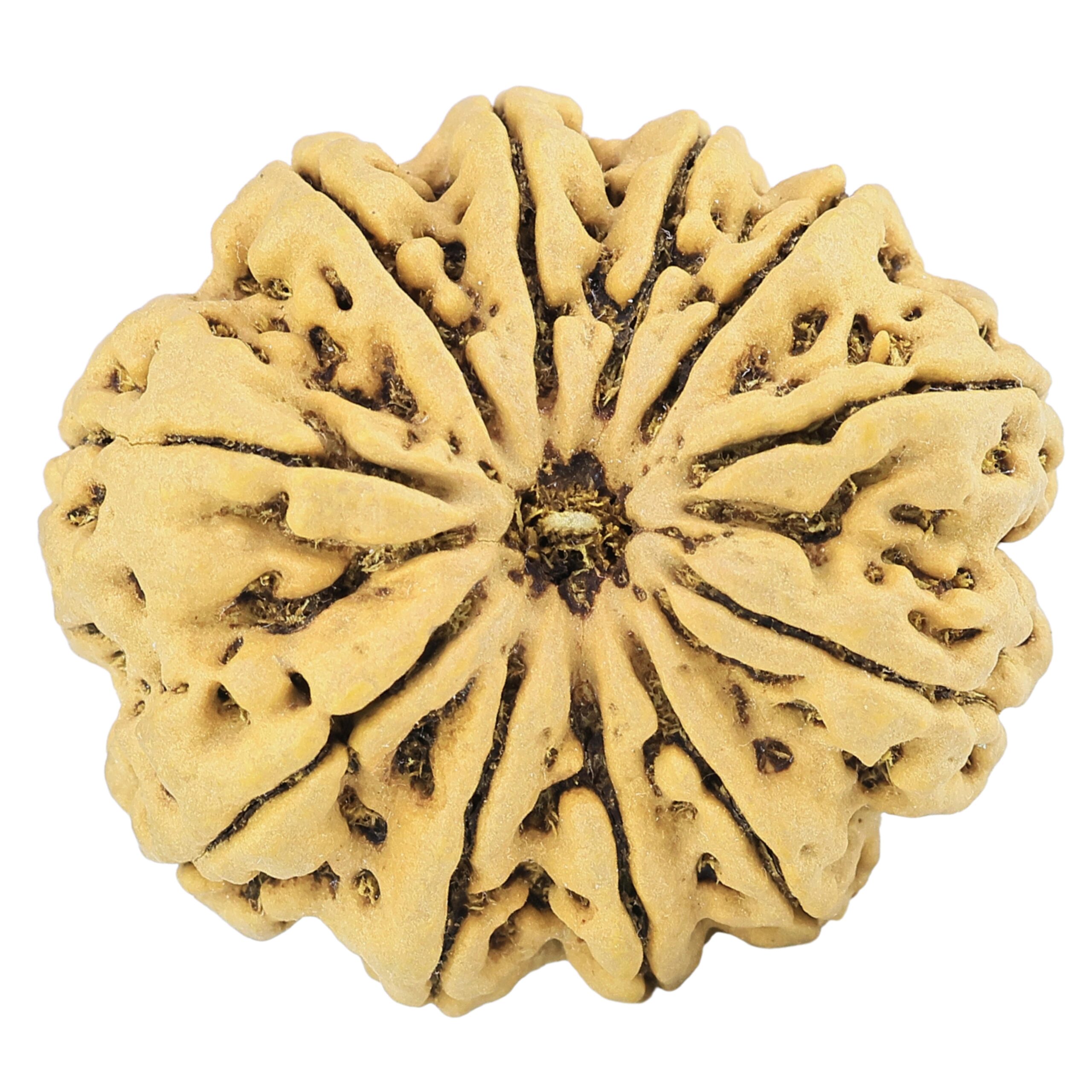 11 Mukhi Rudraksha 33.3mm 8.34gm - Rudraksha