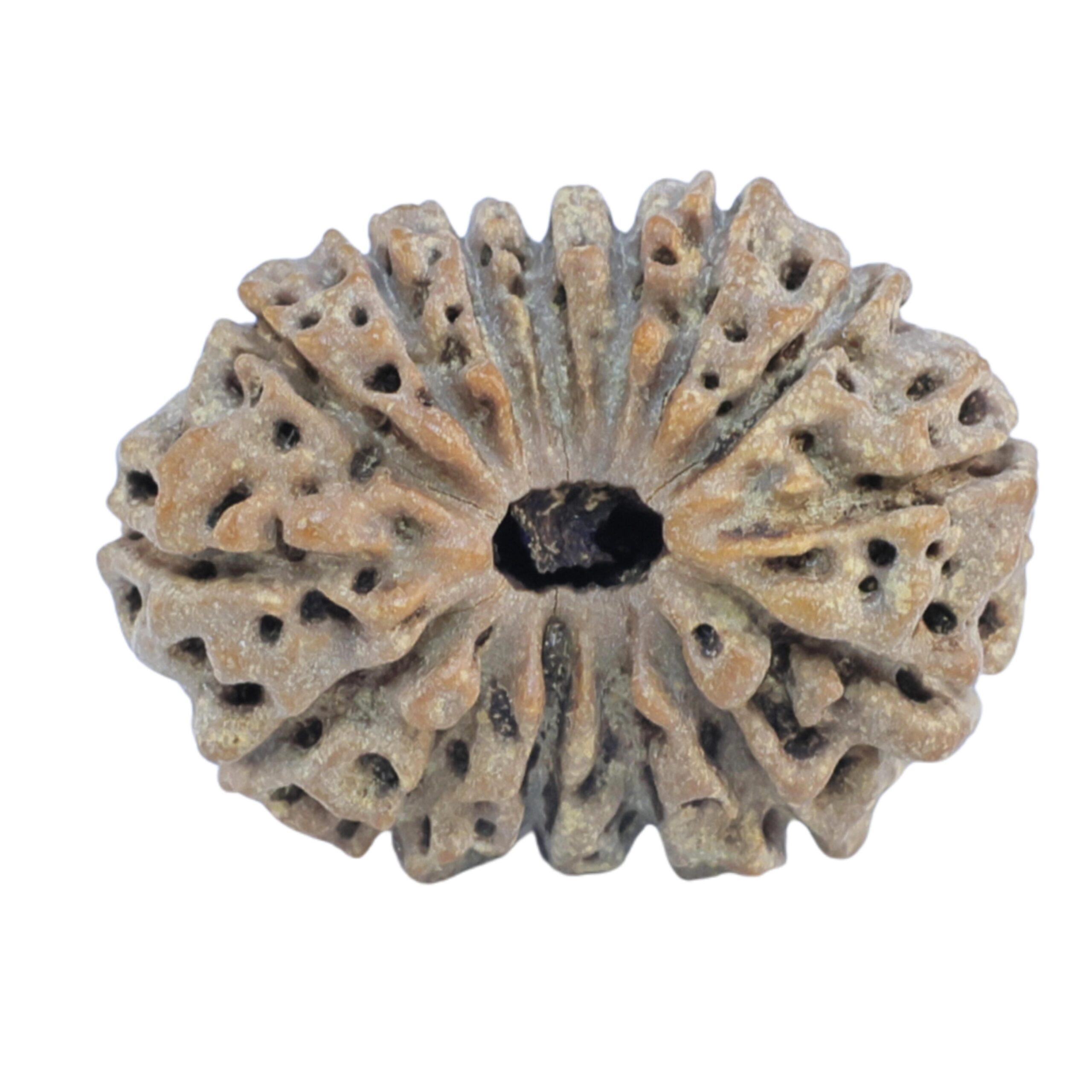 15 Mukhi Rudraksha 21.2mm 2.13gm - Rudraksha