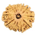 12 Mukhi Rudraksha 26.4mm 2.91gm - Rudraksha