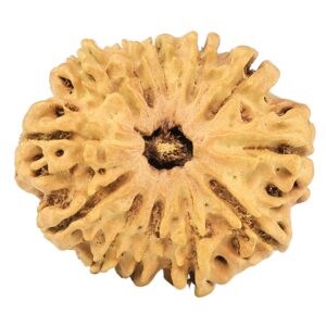 12 Mukhi Rudraksha 26.4mm 2.91gm - Rudraksha