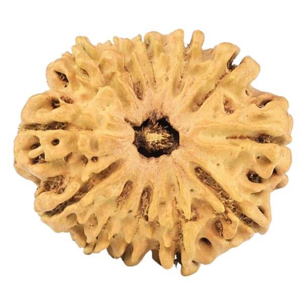 12 Mukhi Rudraksha 26.4mm 2.91gm - Rudraksha