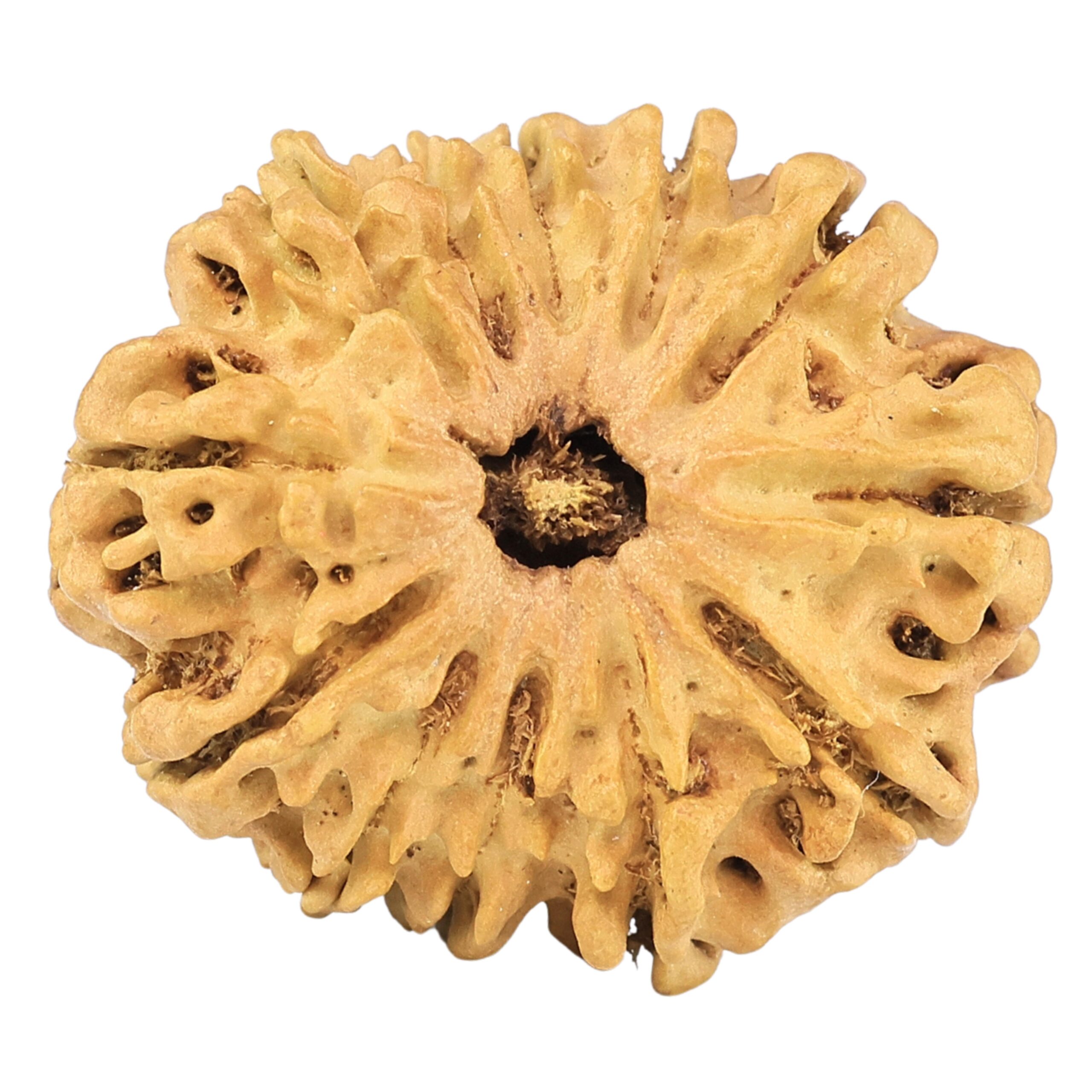 12 Mukhi Rudraksha 26.4mm 2.91gm - Rudraksha