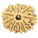 12 Mukhi Rudraksha 25.6mm 2.56gm - Rudraksha