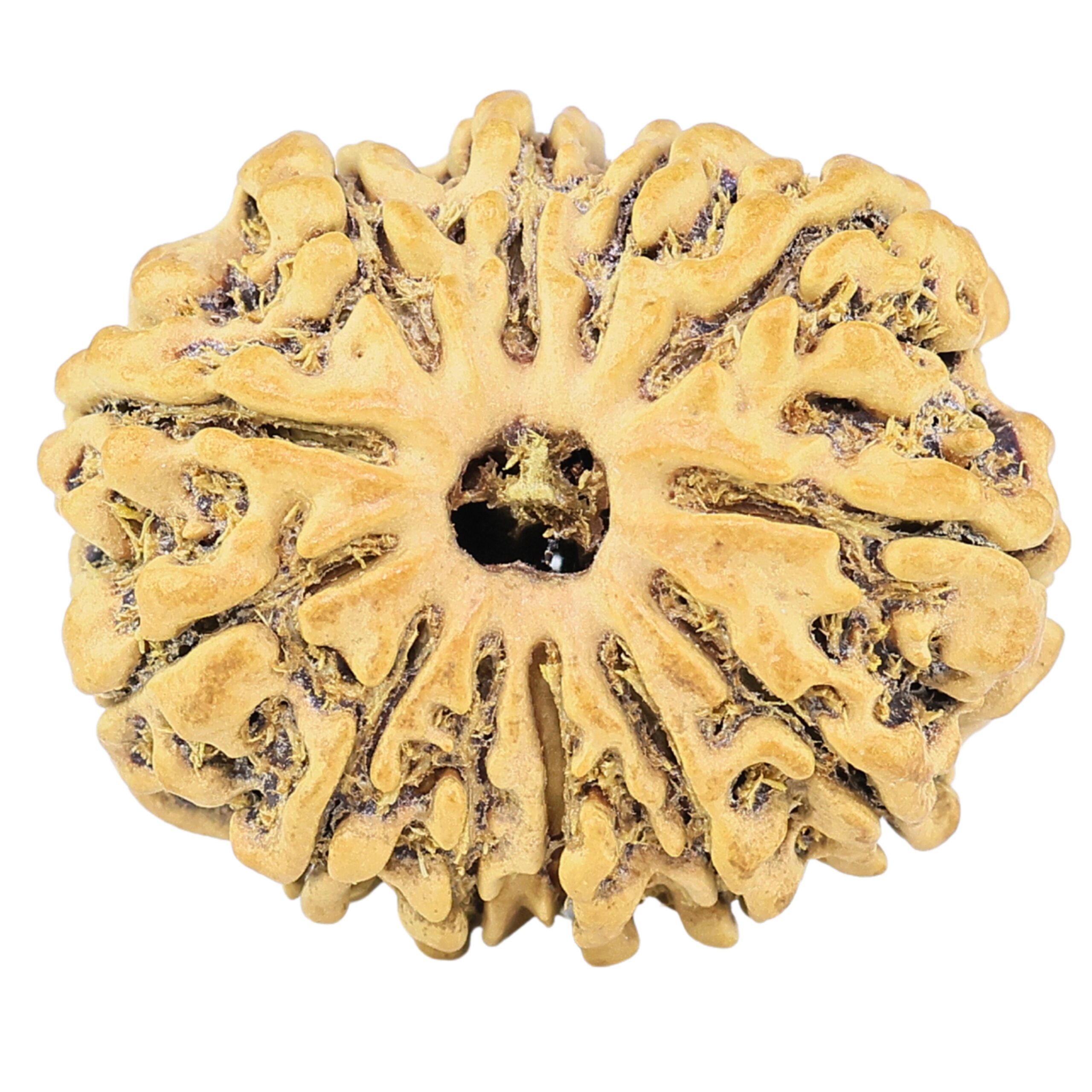 12 Mukhi Rudraksha 25.6mm 2.56gm - Rudraksha