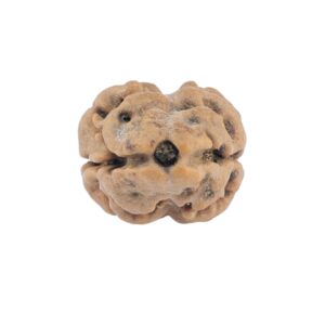 2 Mukhi Rudraksha 20.3mm 1.62gm - Rudraksha