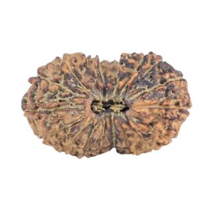 18 Mukhi Rudraksha 20.4mm 1.42gm - Rudraksha