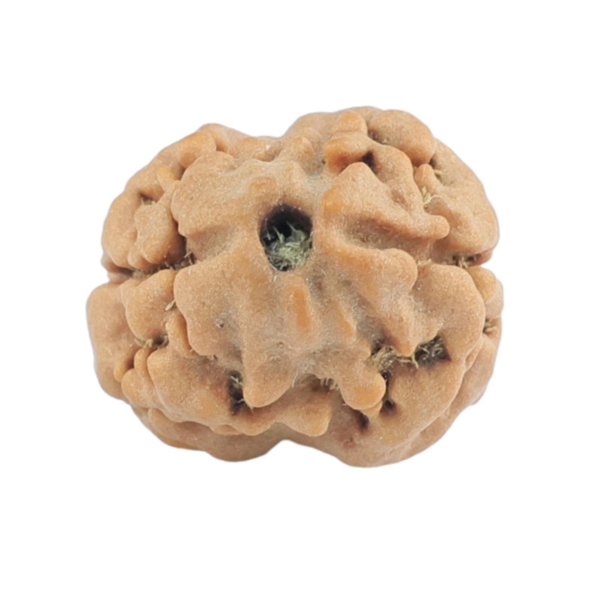 2 Mukhi Rudraksha 18.4mm 1.39gm - Rudraksha