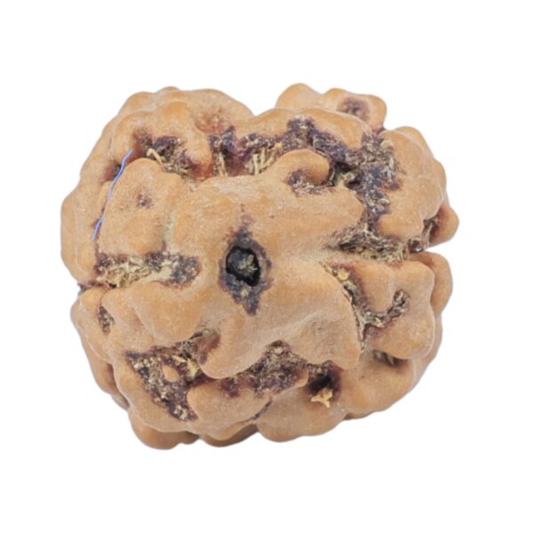 2 Mukhi Rudraksha 23.1mm 2gm - Rudraksha