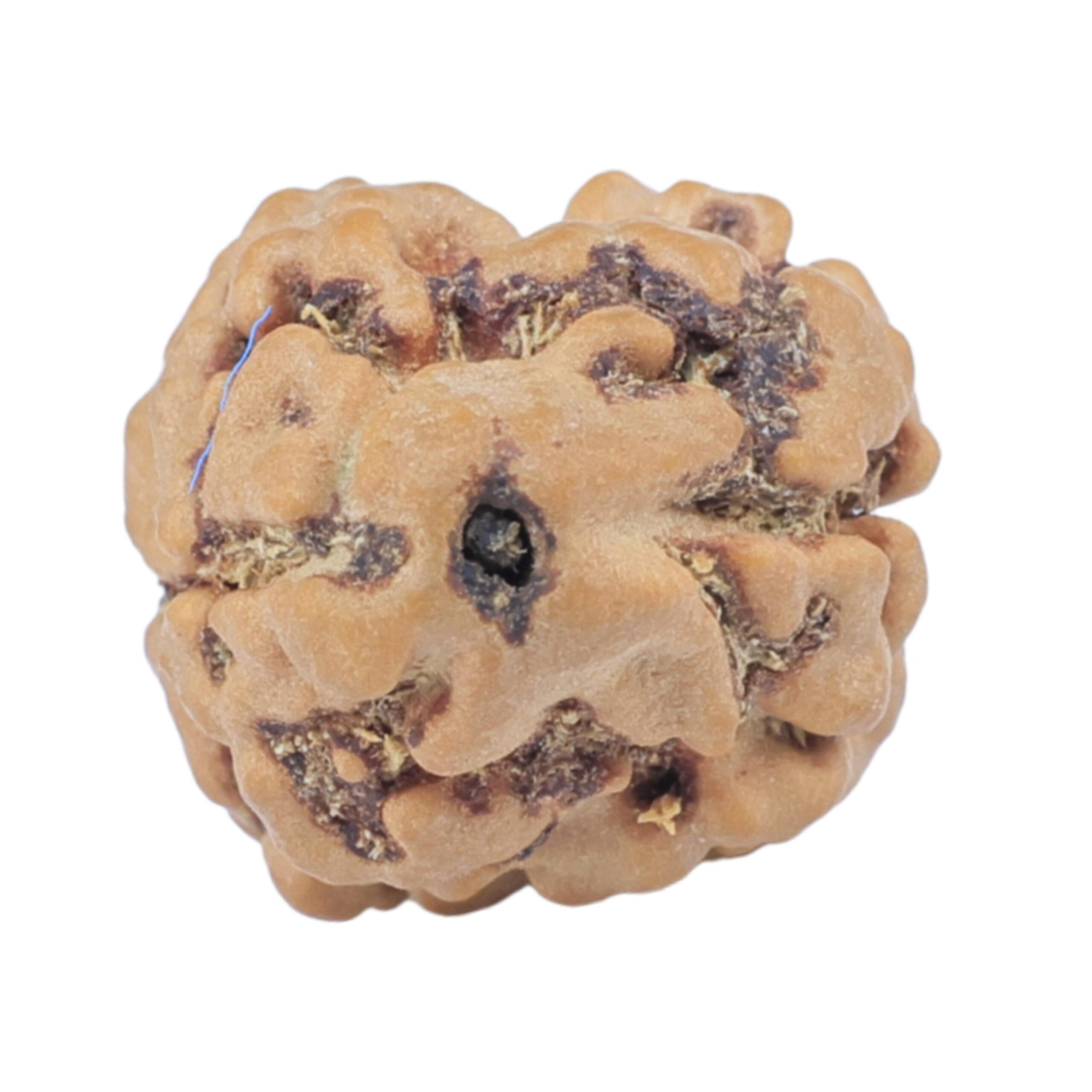 2 Mukhi Rudraksha 23.1mm 2gm - Rudraksha