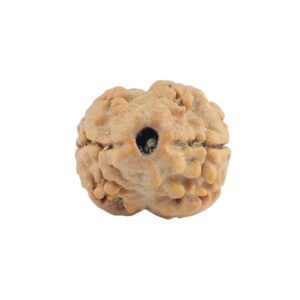 2 Mukhi Rudraksha 19.4mm 1.25gm - Rudraksha