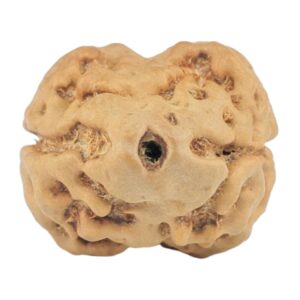 2 Mukhi Rudraksha 20.4mm 2gm - Rudraksha