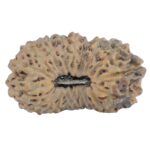 19 Mukhi Rudraksha 22.1mm 1.7gm - Rudraksha
