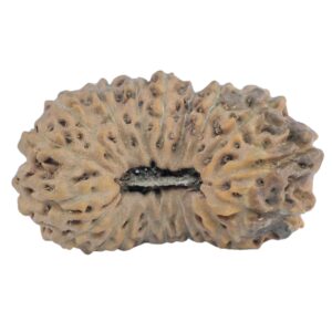 19 Mukhi Rudraksha 22.1mm 1.7gm - Rudraksha