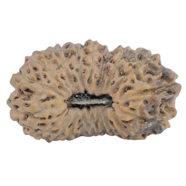 19 Mukhi Rudraksha 22.1mm 1.7gm - Rudraksha