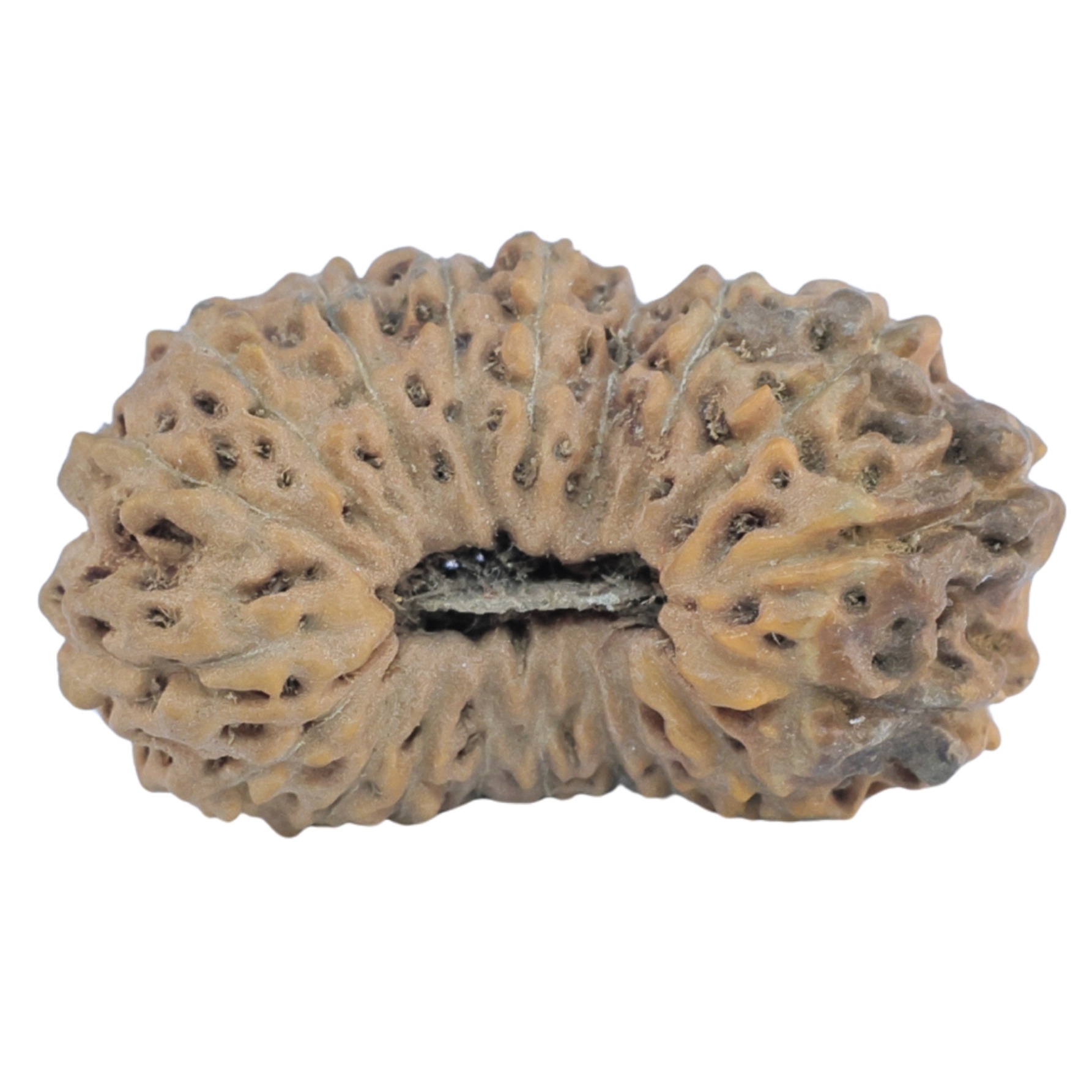 19 Mukhi Rudraksha 22.1mm 1.7gm - Rudraksha