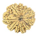 11 Mukhi Rudraksha 27.8mm 5.4gm - Rudraksha