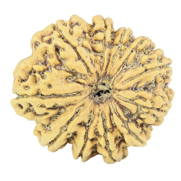 11 Mukhi Rudraksha 27.8mm 5.4gm - Rudraksha