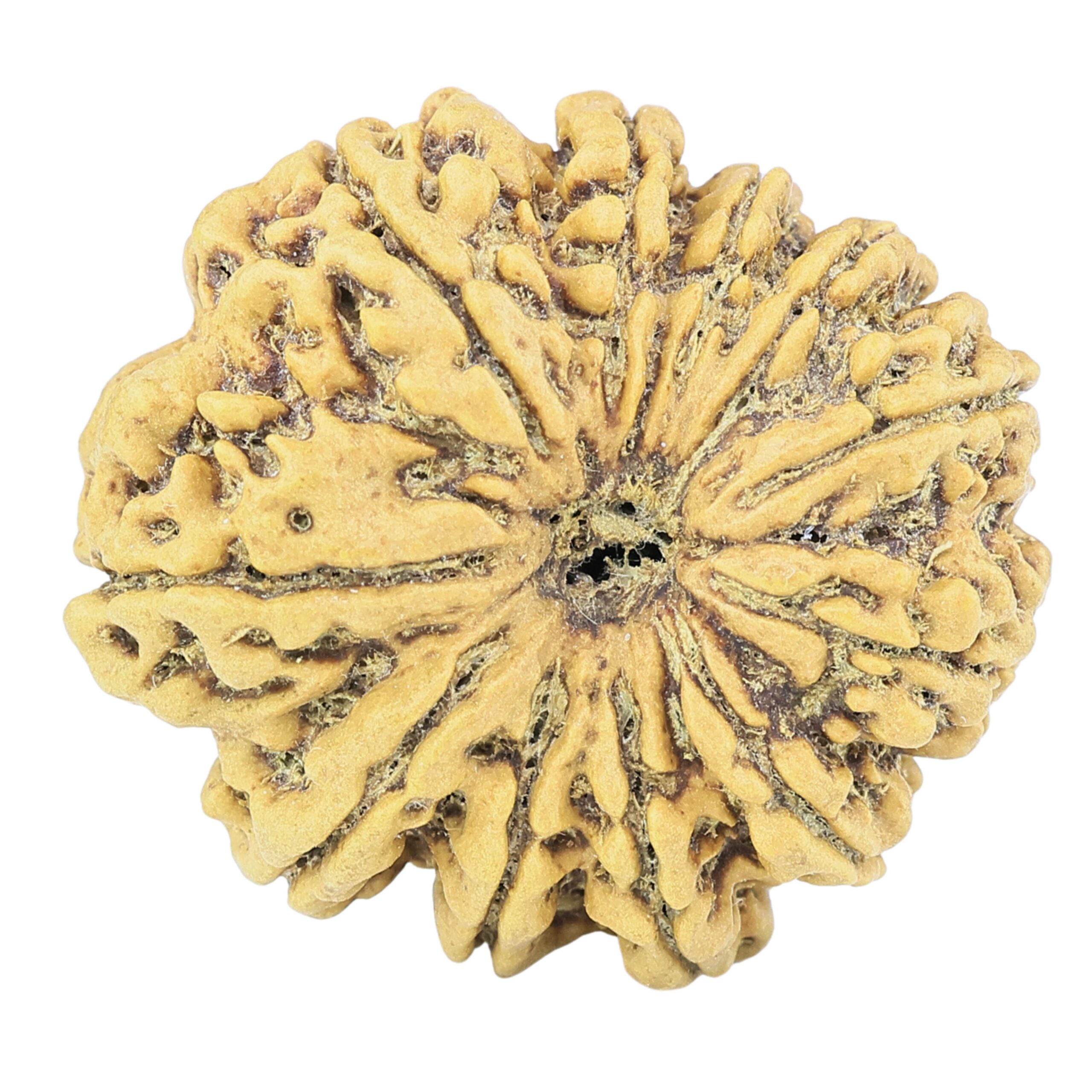 11 Mukhi Rudraksha 27.8mm 5.4gm - Rudraksha