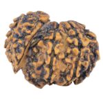 Sawar/Ganesh (7+1) 21.4mm 2.09gm - Rudraksha