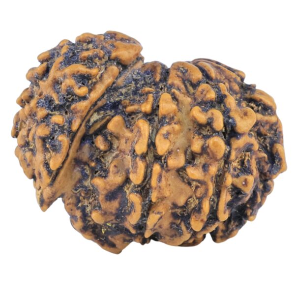 Sawar/Ganesh (7+1) 21.4mm 2.09gm - Rudraksha