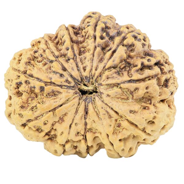 11 Mukhi Rudraksha 35mm 8.23gm - Rudraksha