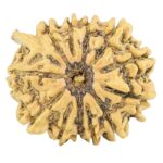 12 Mukhi Ganesh 25.1mm 3gm - Rudraksha