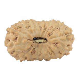 17 Mukhi Rudraksha 21.5mm 1.41gm - Rudraksha