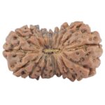 17 Mukhi Rudraksha 18.3mm 0.94gm - Rudraksha