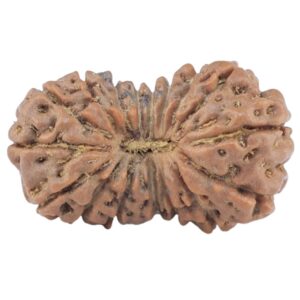 17 Mukhi Rudraksha 18.3mm 0.94gm - Rudraksha