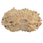 21 Mukhi Rudraksha 14.8mm 0.42gm - Rudraksha