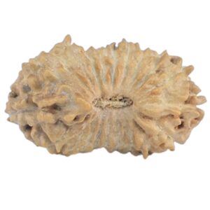 21 Mukhi Rudraksha 14.8mm 0.42gm - Rudraksha