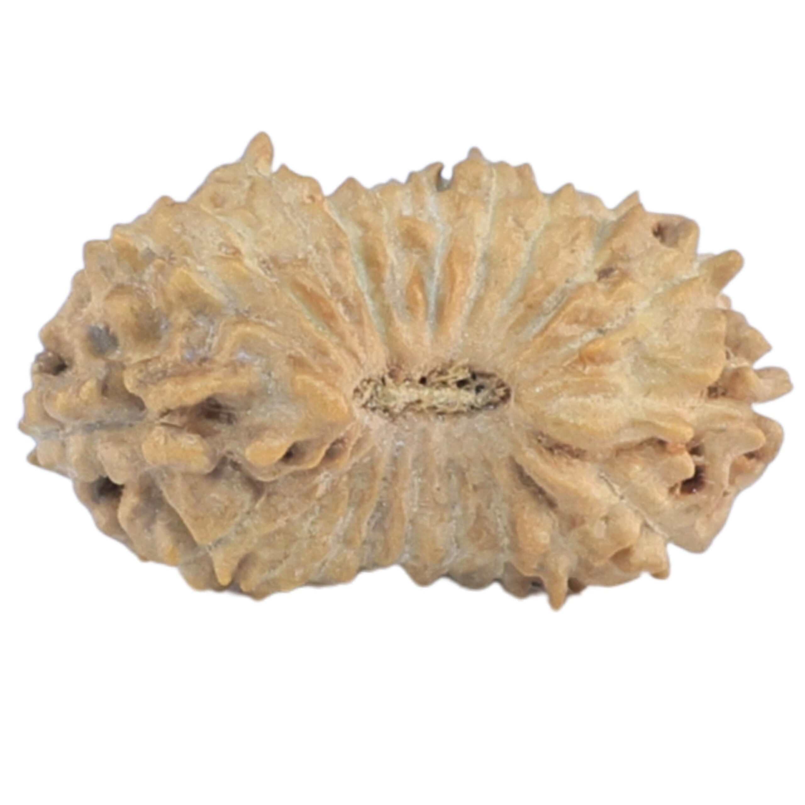 21 Mukhi Rudraksha 14.8mm 0.42gm - Rudraksha