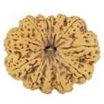 12 Mukhi Rudraksha 37mm 10.13gm - Rudraksha