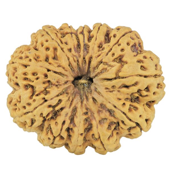 12 Mukhi Rudraksha 37mm 10.13gm - Rudraksha