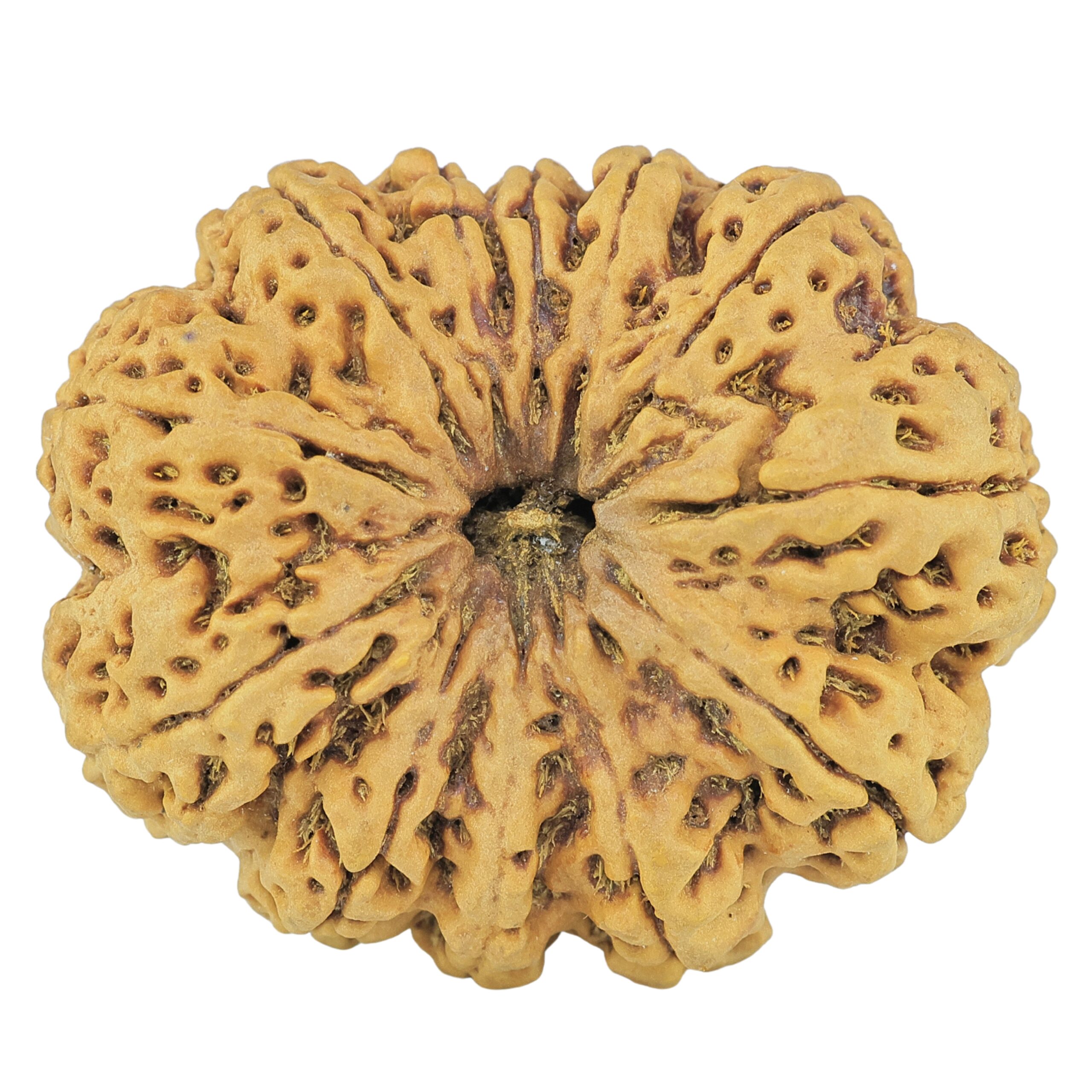 12 Mukhi Rudraksha 37mm 10.13gm - Rudraksha