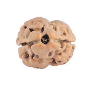 2 Mukhi Rudraksha 19.3mm 1.66gm - Rudraksha