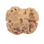 2 Mukhi Rudraksha 25.5mm 2.3gm - Rudraksha