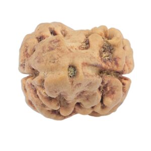 2 Mukhi Rudraksha 25.5mm 2.3gm - Rudraksha