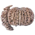 Sawar/Ganesh (11+1) 32.1mm 5gm - Rudraksha