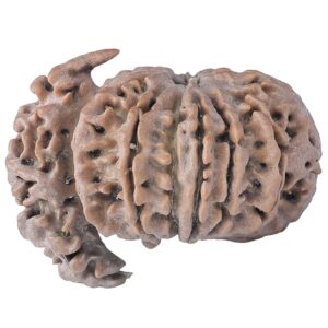 Sawar/Ganesh (11+1) 32.1mm 5gm - Rudraksha