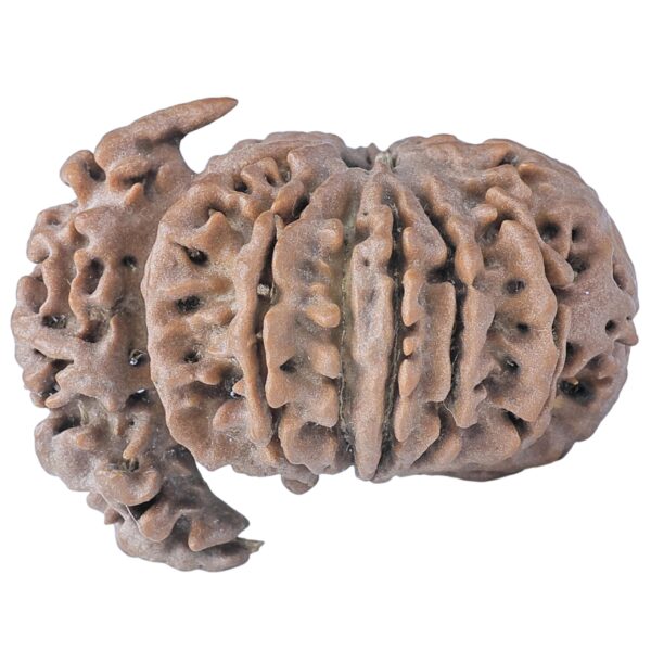 Sawar/Ganesh (11+1) 32.1mm 5gm - Rudraksha