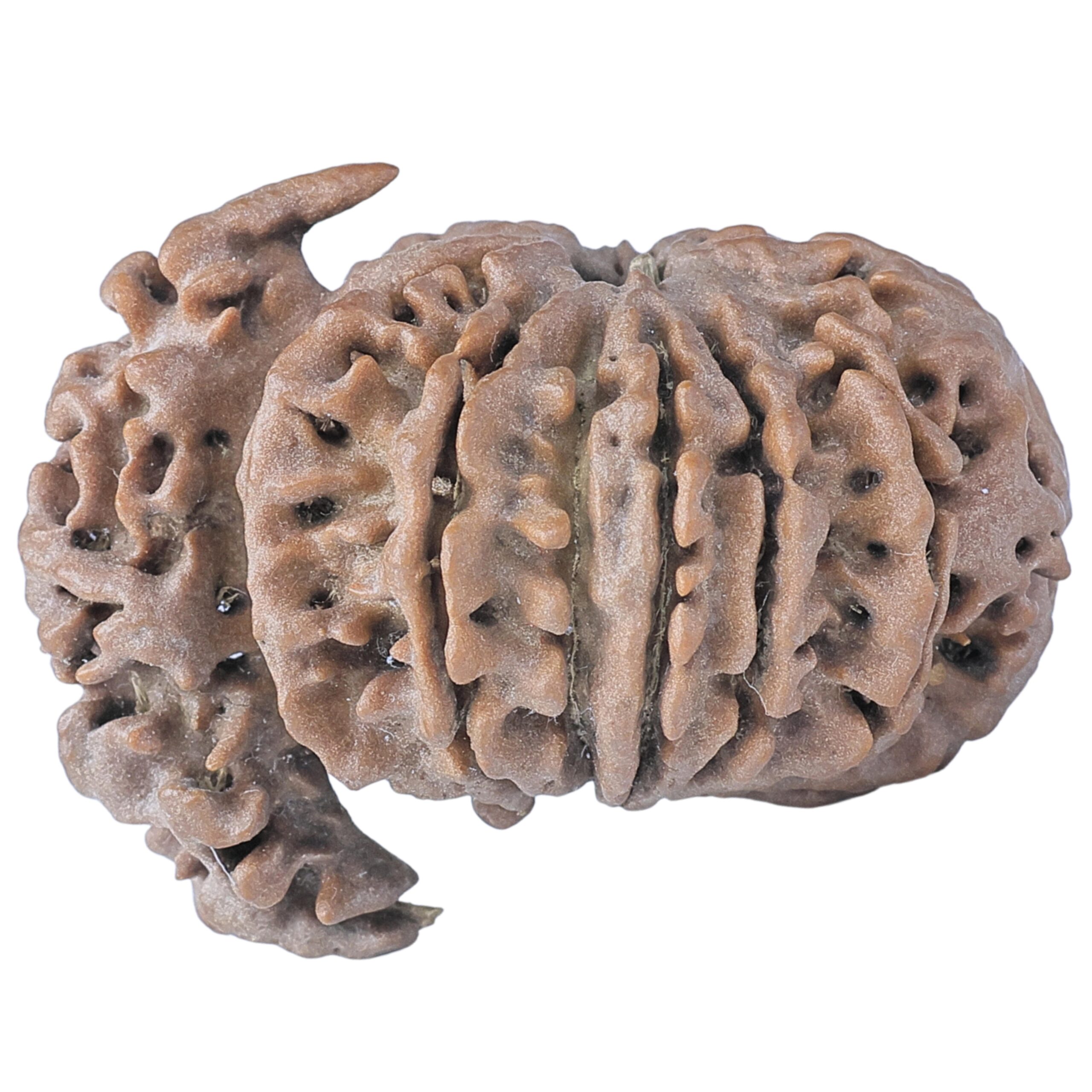 Sawar/Ganesh (11+1) 32.1mm 5gm - Rudraksha