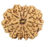 11 Mukhi Rudraksha 31.3mm 7gm - Rudraksha