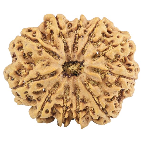 11 Mukhi Rudraksha 31.3mm 7gm - Rudraksha