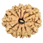12 Mukhi Rudraksha 25.5mm 3.46gm - Rudraksha