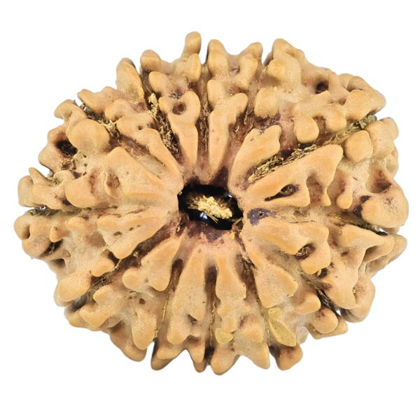 12 Mukhi Rudraksha 25.5mm 3.46gm - Rudraksha
