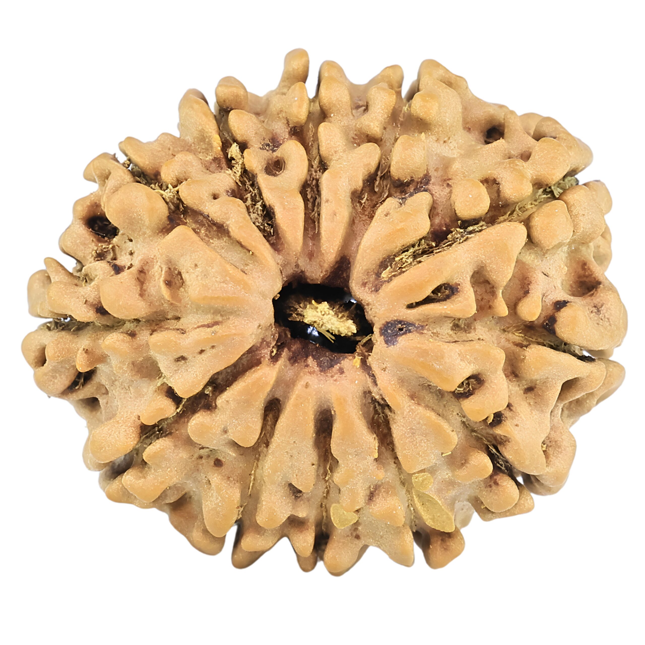 12 Mukhi Rudraksha 25.5mm 3.46gm - Rudraksha